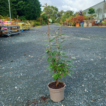 5 x Elaeagnus macrophylla evergreen 2ltr 60-80cm