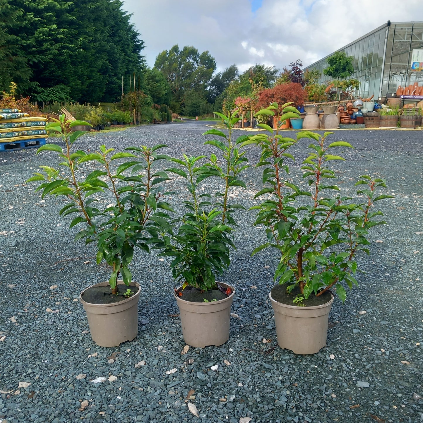 5 x Elaeagnus macrophylla evergreen 2ltr 60-80cm