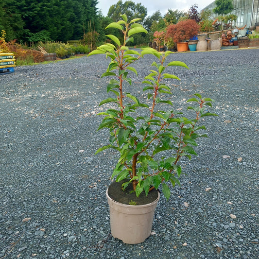 5 x Elaeagnus macrophylla evergreen 2ltr 60-80cm