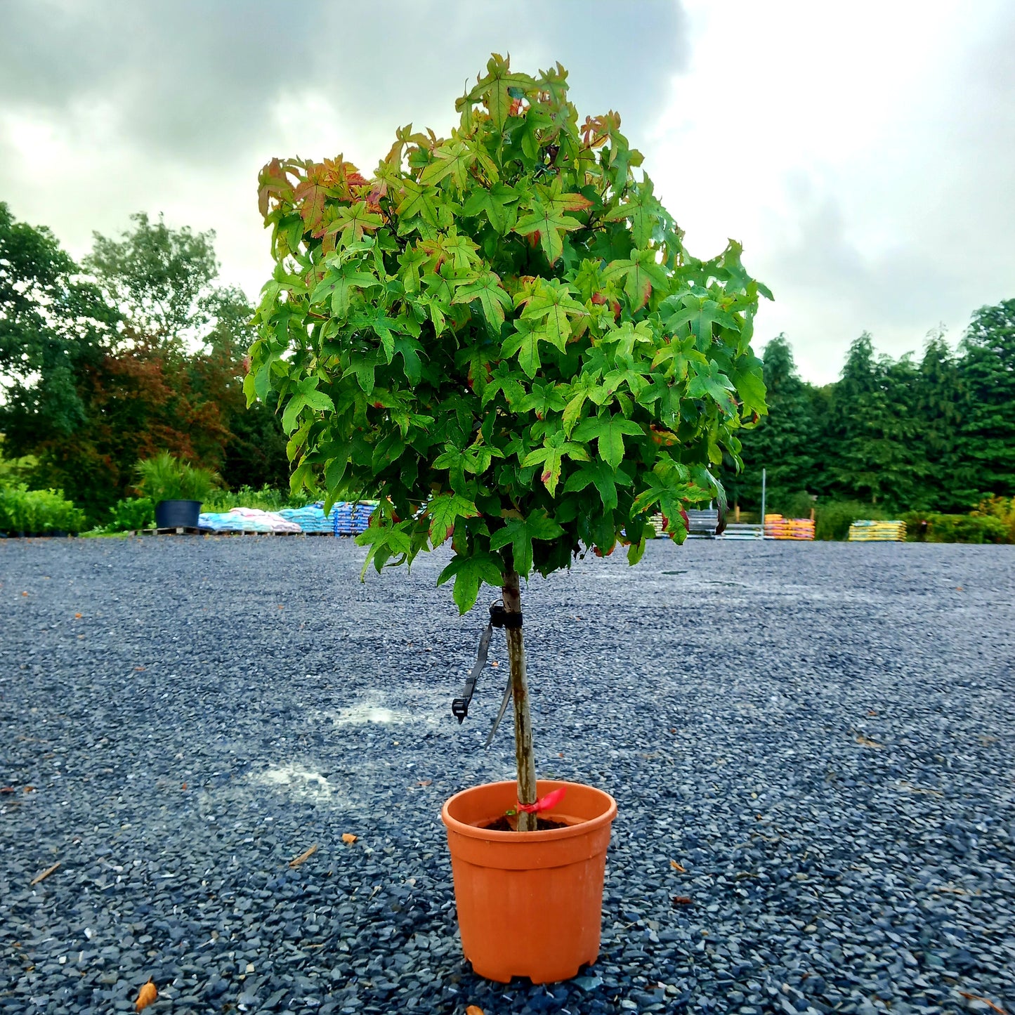 Liquidambar styraciflua 'Liquid Amber' quarter-standard 80cm head 15cm girth 110-120 high 15 ltr pot