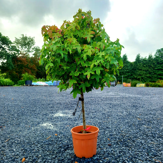 Liquidambar styraciflua 'Liquid Amber' quarter-standard 80cm head 15cm girth 110-120 high 15 ltr pot