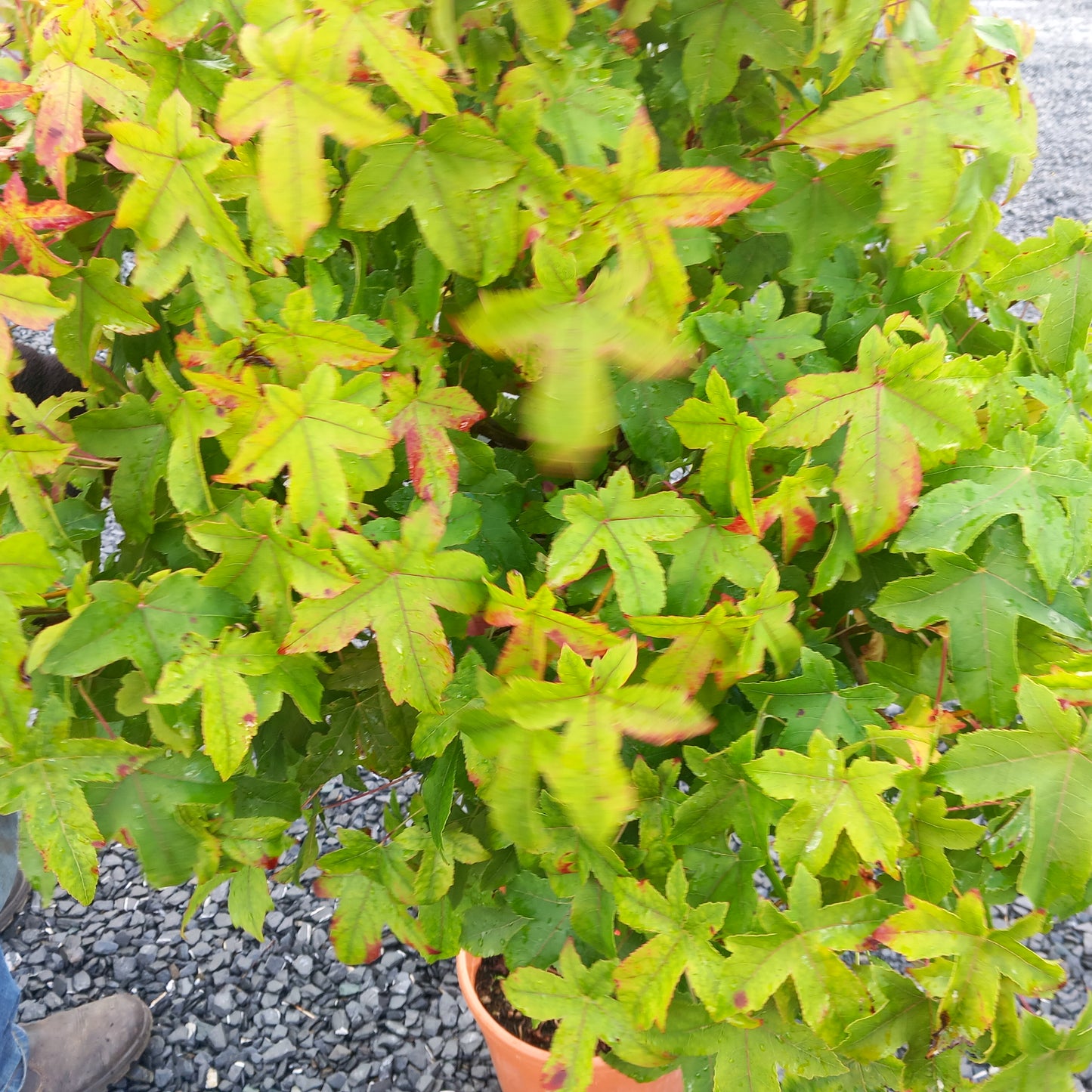 Liquidambar styraciflua 'Liquid Amber' quarter-standard 80cm head 15cm girth 110-120 high 15 ltr pot