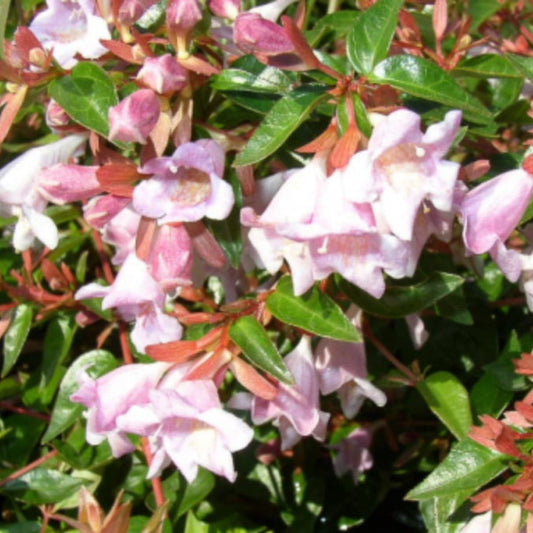 Abelia x grandiflora 'Edward Goucher' - pink flowering evergreen shrub with glossy foliage