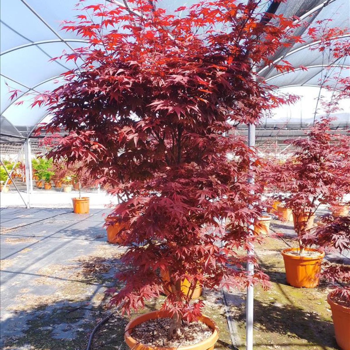 Potted red maple tree in a greenhouse setting