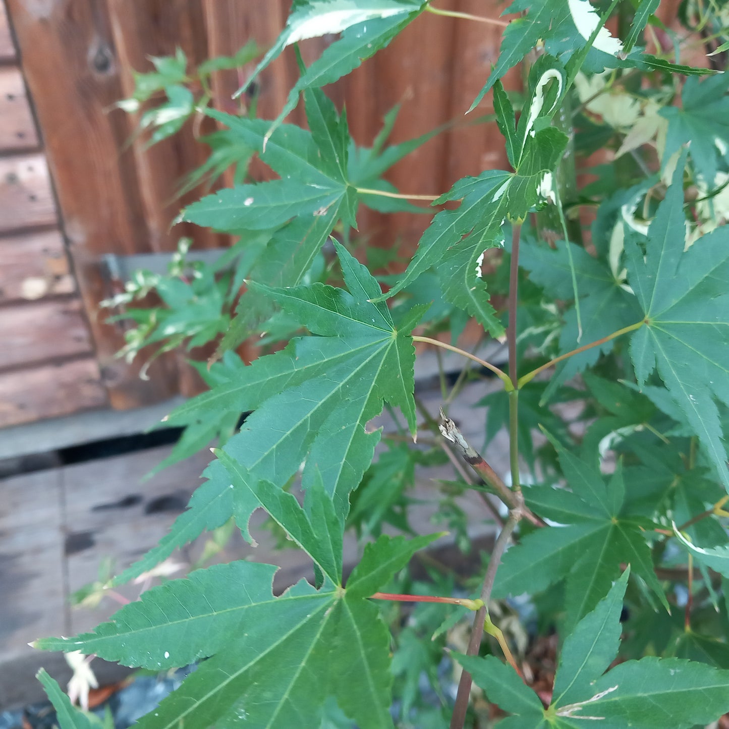 Acer palmatum Oridono-nishiki - Japanese Maple with variegated pink, cream and green spring foliage