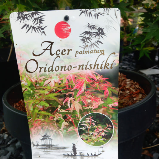 Acer palmatum Oridono-nishiki - Japanese Maple with variegated pink, cream and green foliage in 15-20 litre pot, 175-180cm specimen