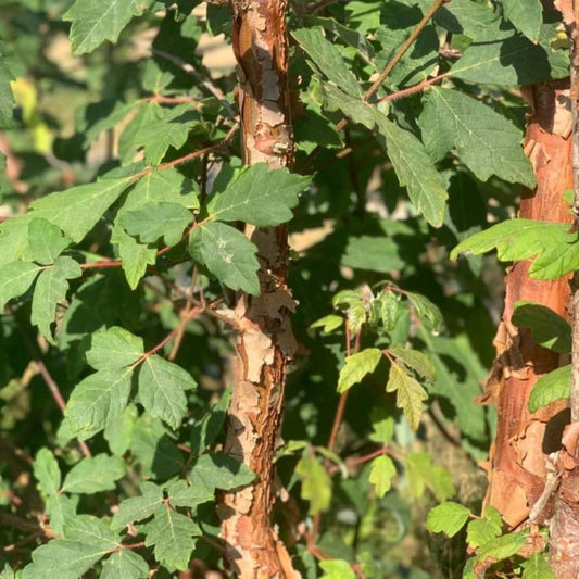 Acer griseum - Paperbark Maple specimen tree with peeling cinnamon bark and autumn colour