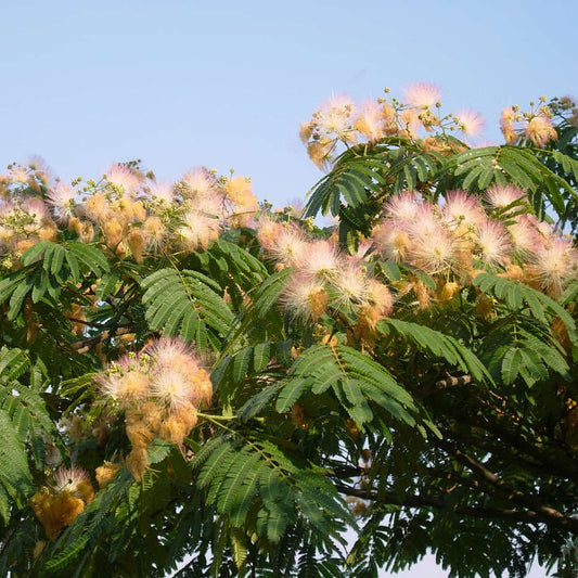 Albizia julibrissin - Silk Tree with fluffy pink flowers and fern-like foliage for sheltered UK gardens