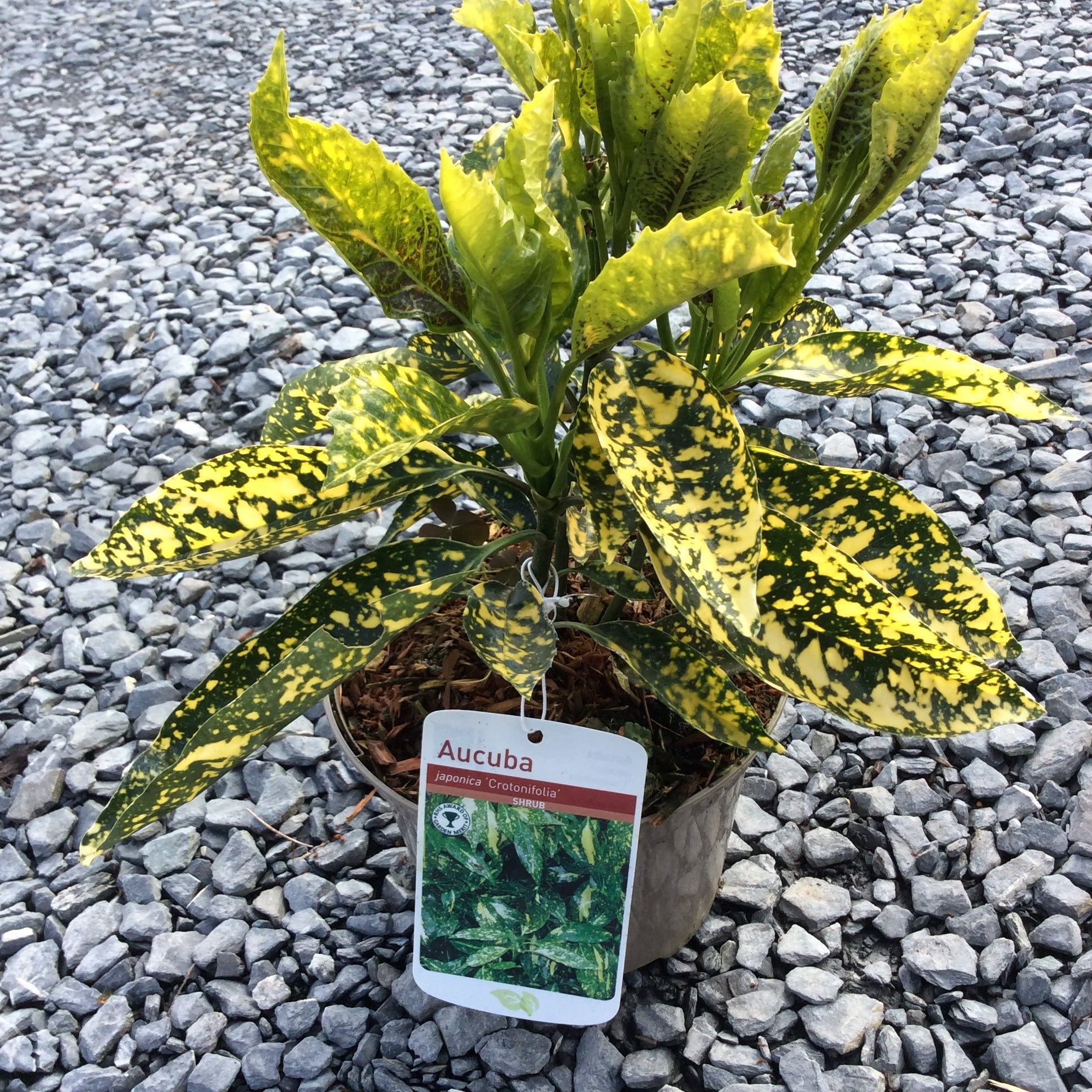 glossy evergreen leaf