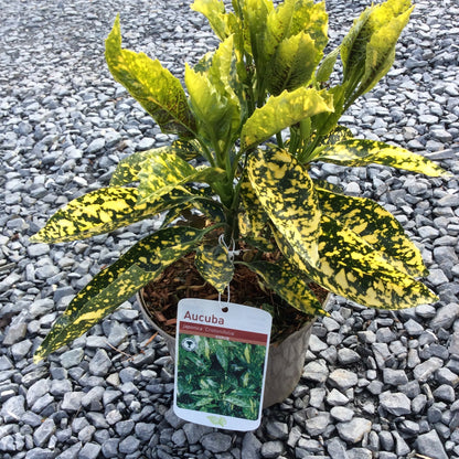 glossy evergreen leaf