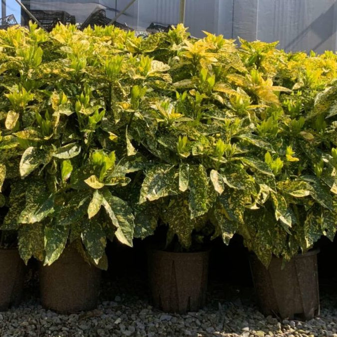 Aucuba japonica Crotonifolia - variegated spotted laurel with gold-speckled evergreen leaves