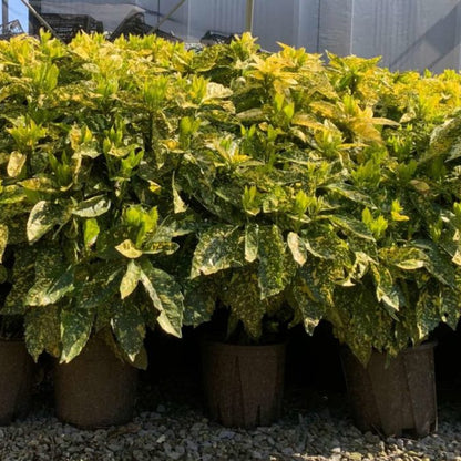 Aucuba japonica Crotonifolia - variegated spotted laurel with gold-speckled evergreen leaves