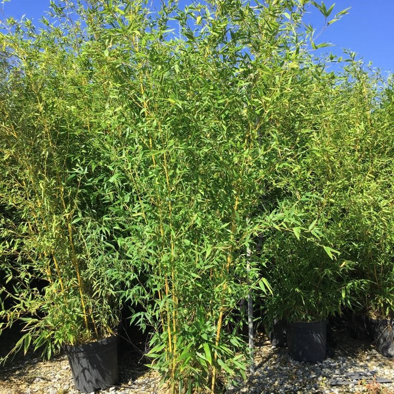 Phyllostachys aureosulcata Aureocaulis - Golden Groove Bamboo with striking yellow canes and green sulcus grooves