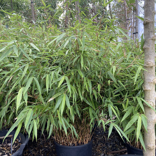 Fargesia bamboo - non-invasive clump-forming Chinese fountain bamboo with graceful arching canes and dense foliage