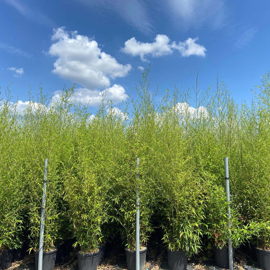 Phyllostachys nigra - Black Bamboo with distinctive ebony-black canes and bright green foliage, 200-250cm specimen