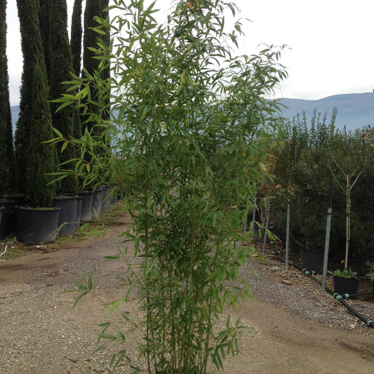 Phyllostachys aurea - Golden Fish Pole Bamboo with distinctive golden-yellow canes and compressed lower internodes