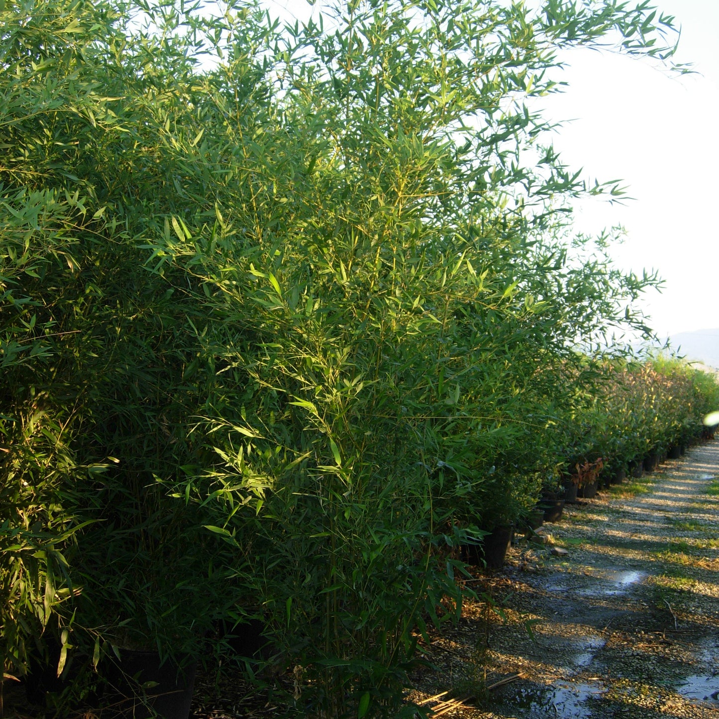 Phyllostachys bissetii - hardy running bamboo with dense green canes ideal for screening and privacy hedges