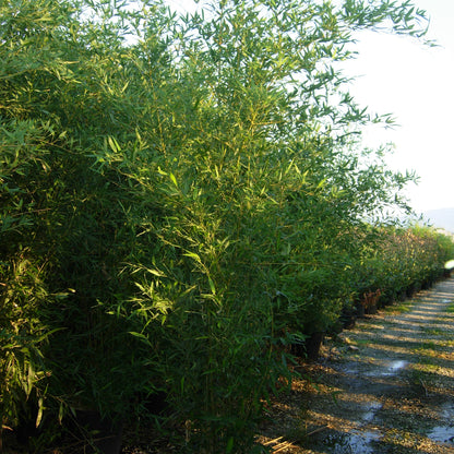 Phyllostachys bissetii - hardy running bamboo with dense green canes ideal for screening and privacy hedges