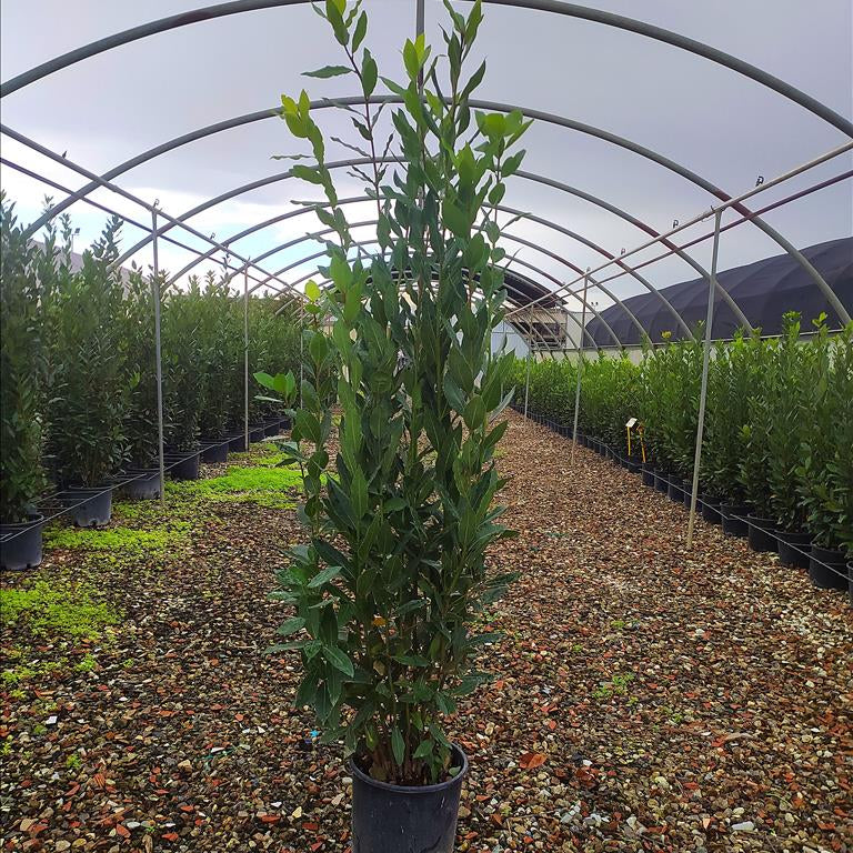 Bay tree - Laurus nobilis aromatic evergreen herb in 3 litre pot, 60-80cm height"