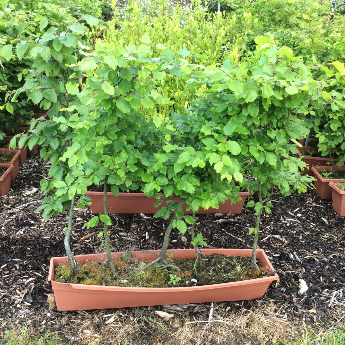 Young Beech instant hedge in a trough on a bed of mulch with green foliage in the background