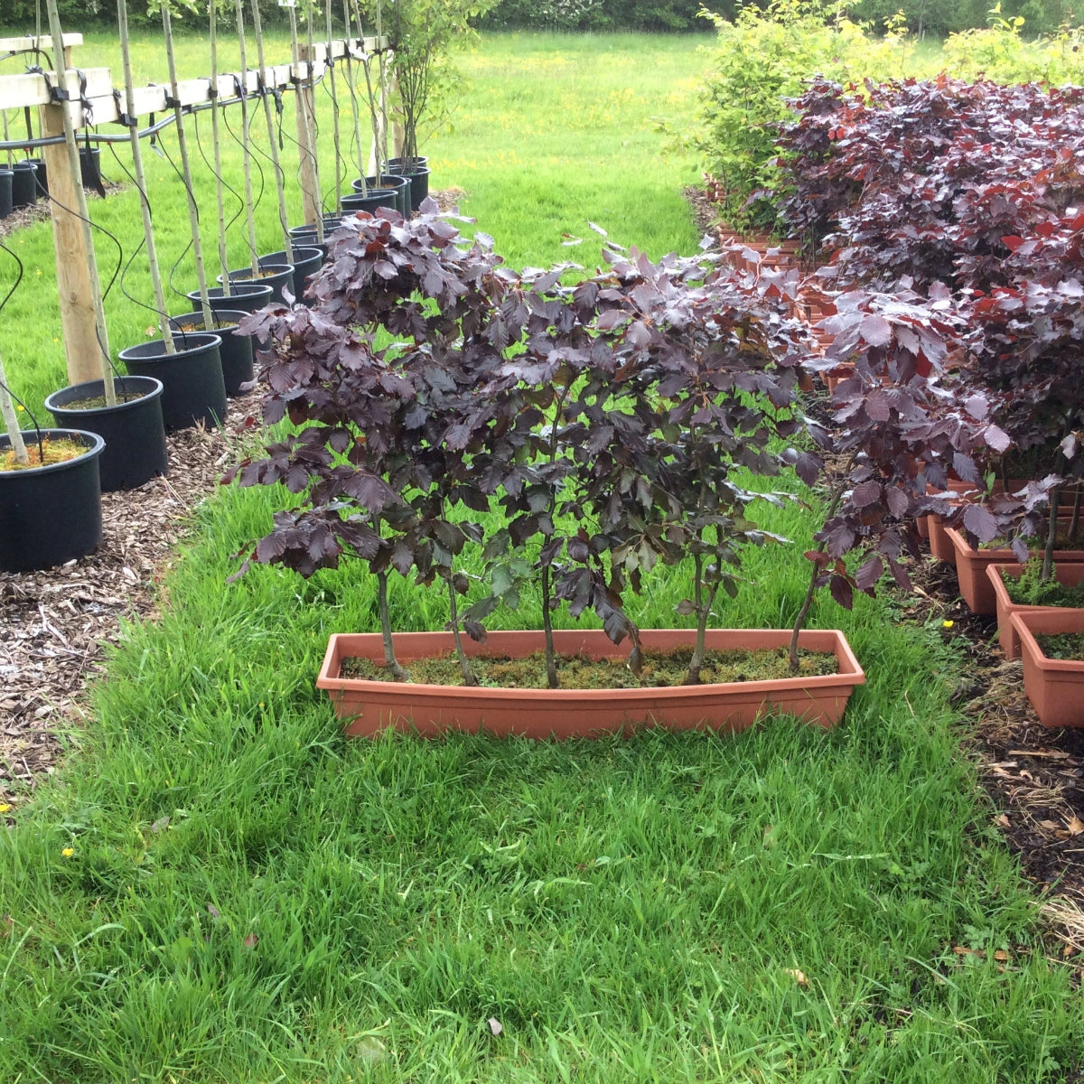 Garden scene with potted plants and a small raised garden bed.