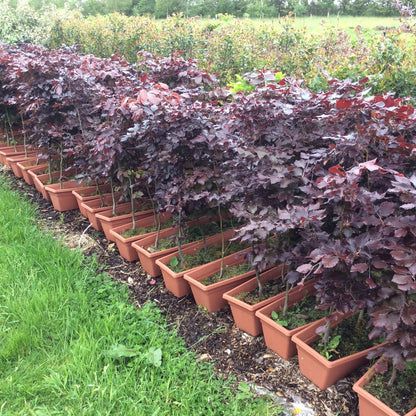 Row of potted plants with purple foliage on a grassy area