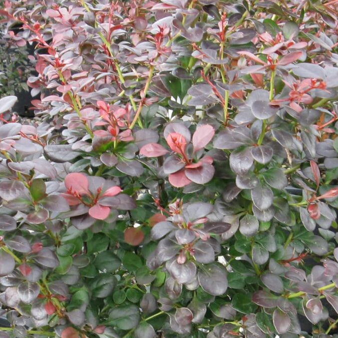Berberis thunbergii atropurpurea - purple leaf barberry hedge with deep burgundy foliage