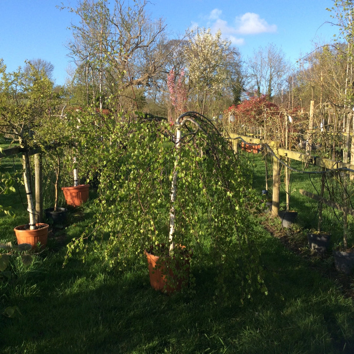 Betula youngii as a half standard weeping in the nursery