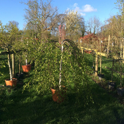 Betula youngii as a half standard weeping in the nursery