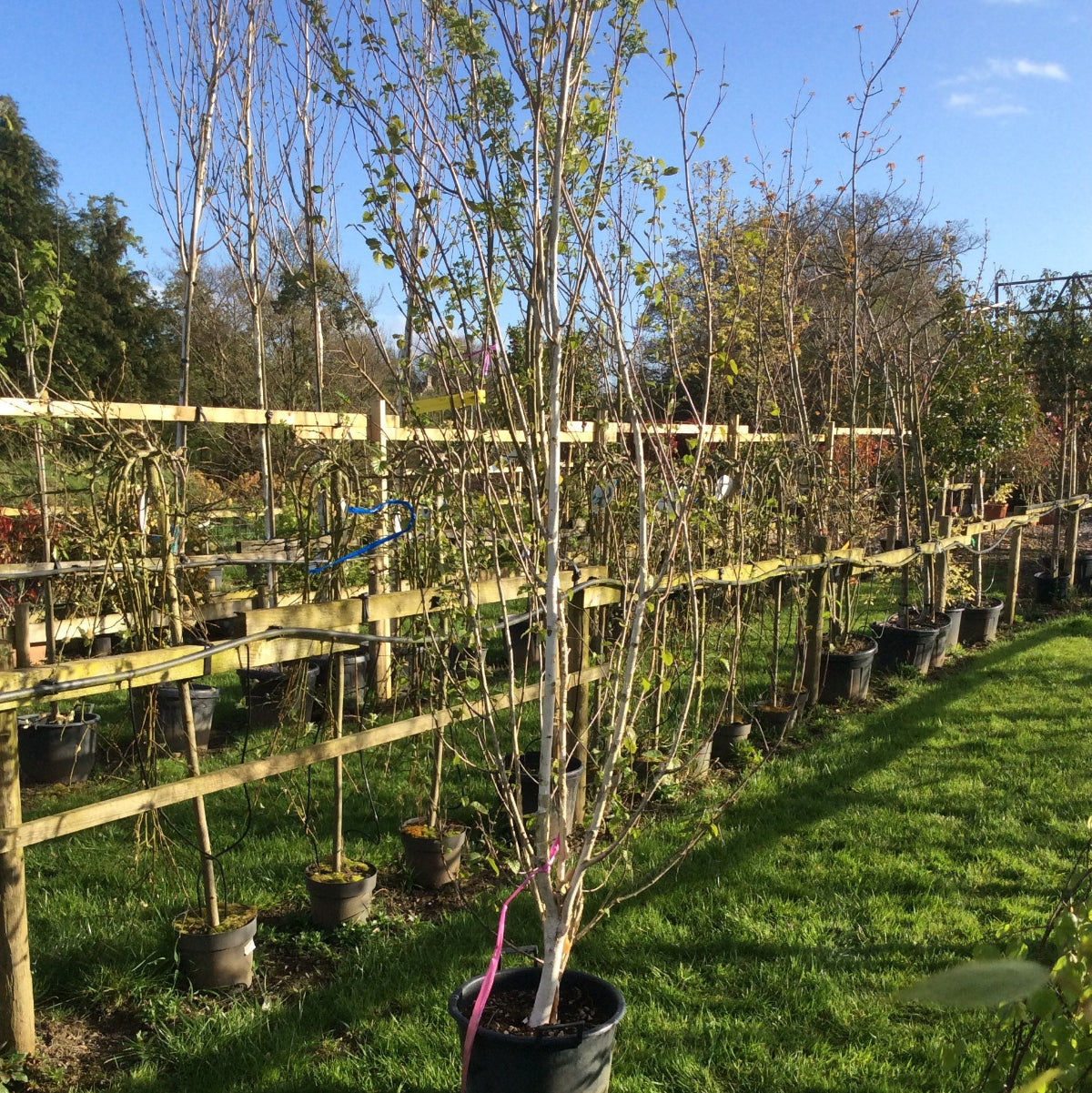 White bark betula utilis multistem on the nursery