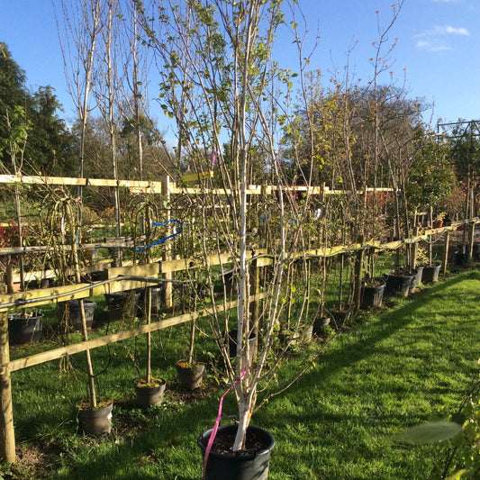White bark betula utilis multistem on the nursery