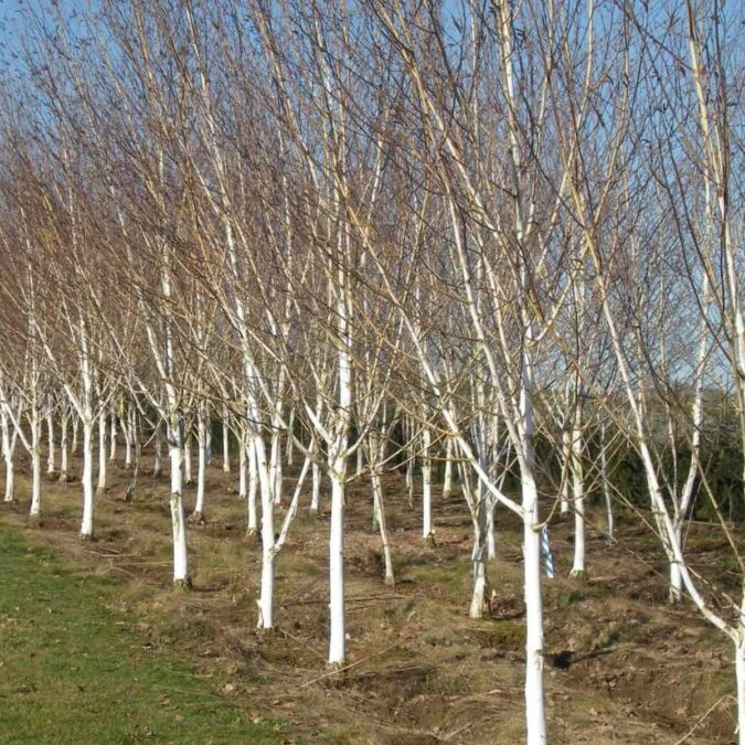 Betula utilis jacquemontii Himalayan birch tree with striking pure white bark and elegant branching structure
