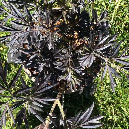 Black leaved Elderberry foliage in close up.