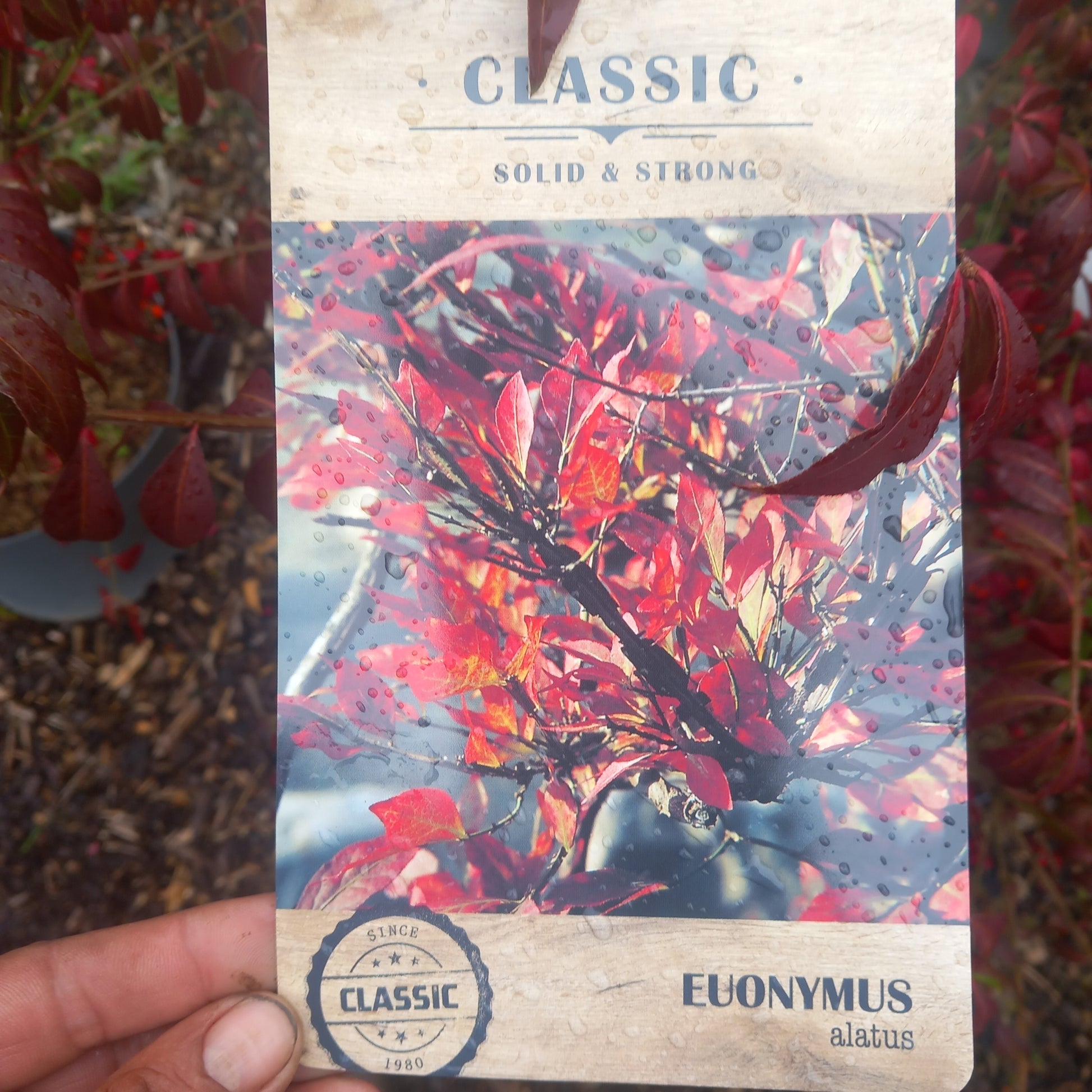Euonymus alatus Burning Bush - deciduous shrub with spectacular fiery red autumn foliage and distinctive winged stems