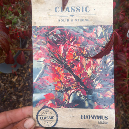 Euonymus alatus Burning Bush - deciduous shrub with spectacular fiery red autumn foliage and distinctive winged stems