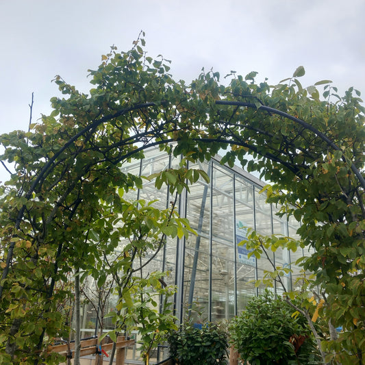 Hornbeam arch showing dense green foliage trained over metal frame for formal garden entrance