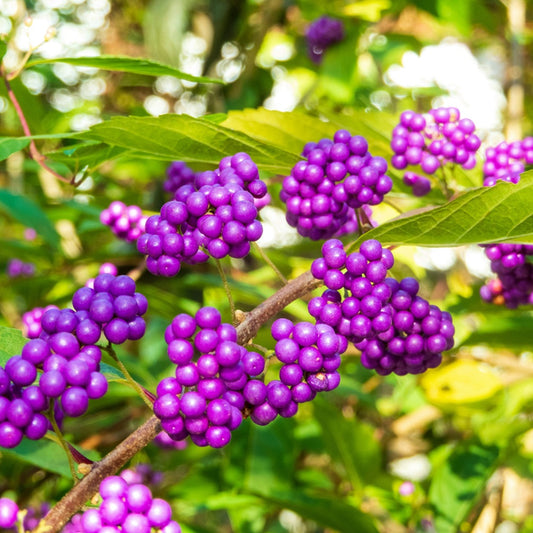 Close-up of purple berries on a branch with green leaves