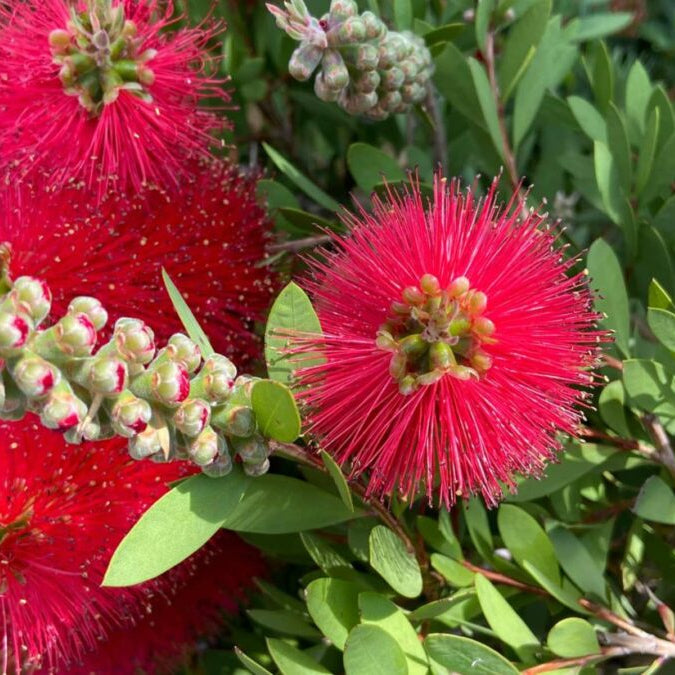 Callistemon laevis - Australian bottlebrush with vibrant red flower spikes and evergreen foliage