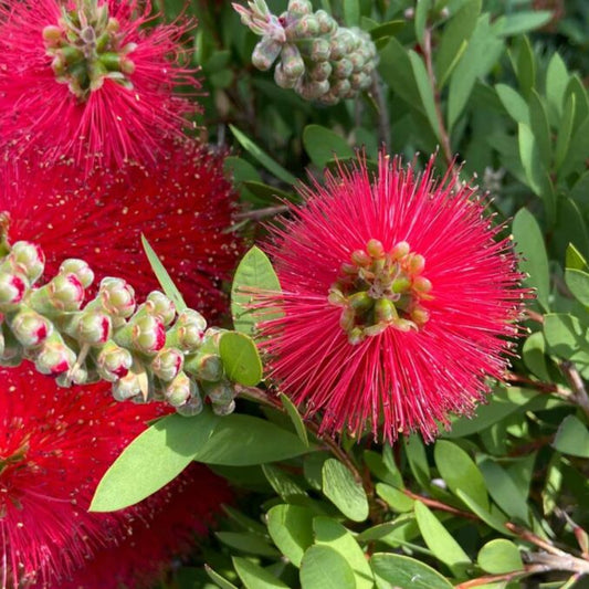 Callistemon laevis - Australian bottlebrush with vibrant red flower spikes and evergreen foliage