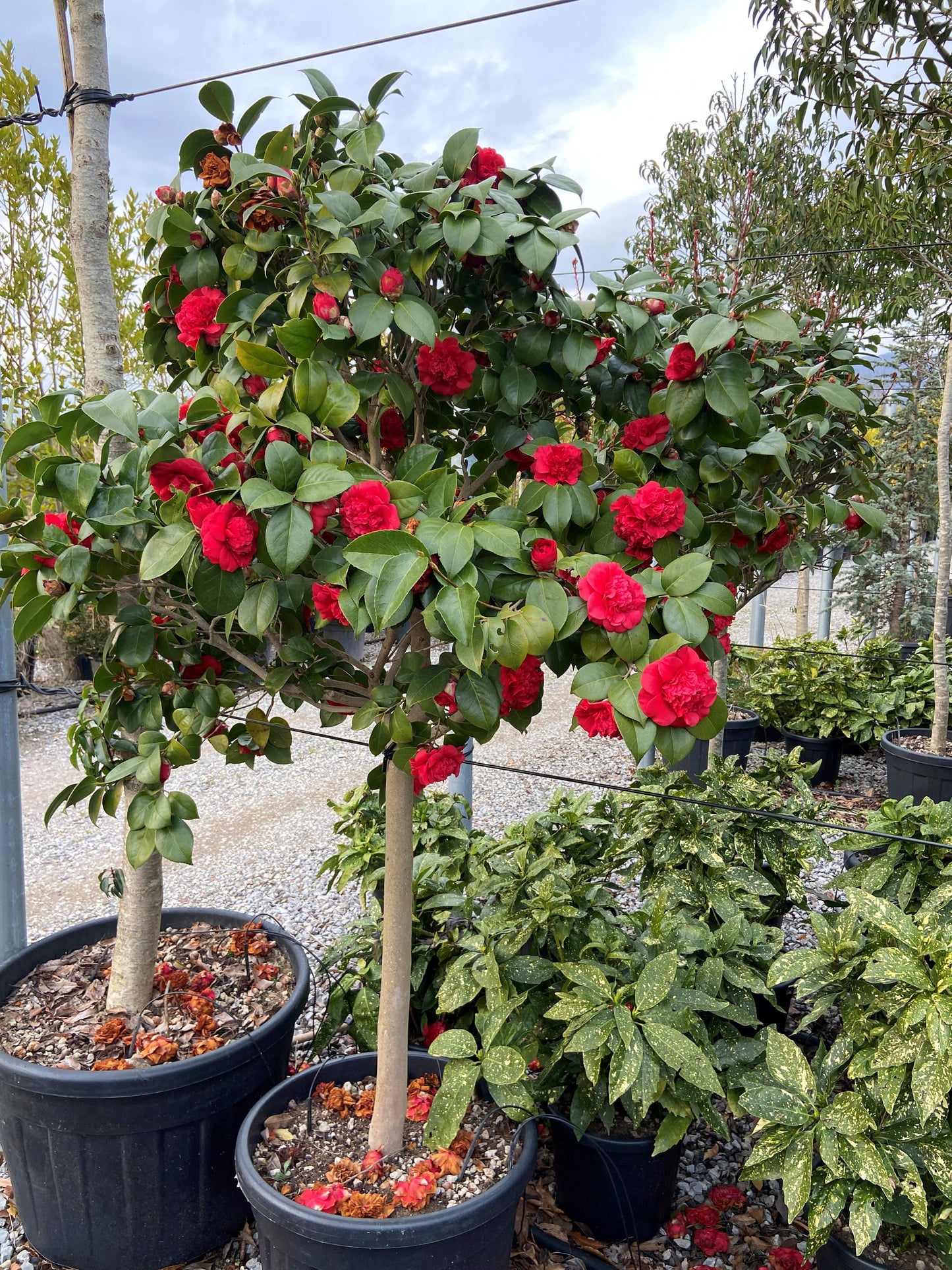 Camellia Japonica half-standard(PRE-ORDER ONLY)