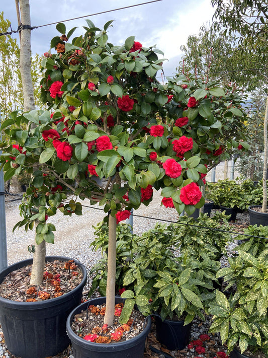Camellia Japonica half-standard(PRE-ORDER ONLY)