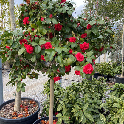 Camellia japonica half standard - evergreen flowering shrub on clear stem with glossy foliage and showy blooms