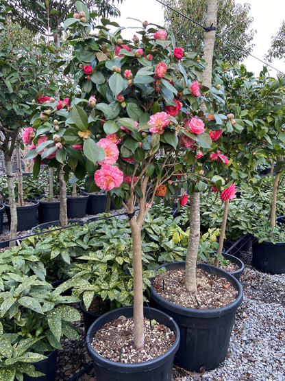 Camellia Japonica half-standard(PRE-ORDER ONLY)