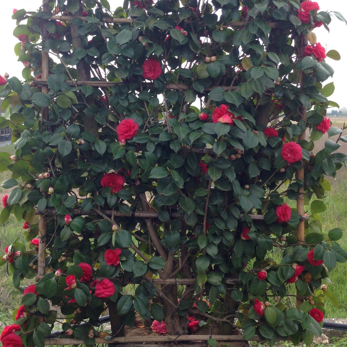 Camellia japonica espalier 120x85cm - evergreen flowering shrub trained on frame with glossy foliage"