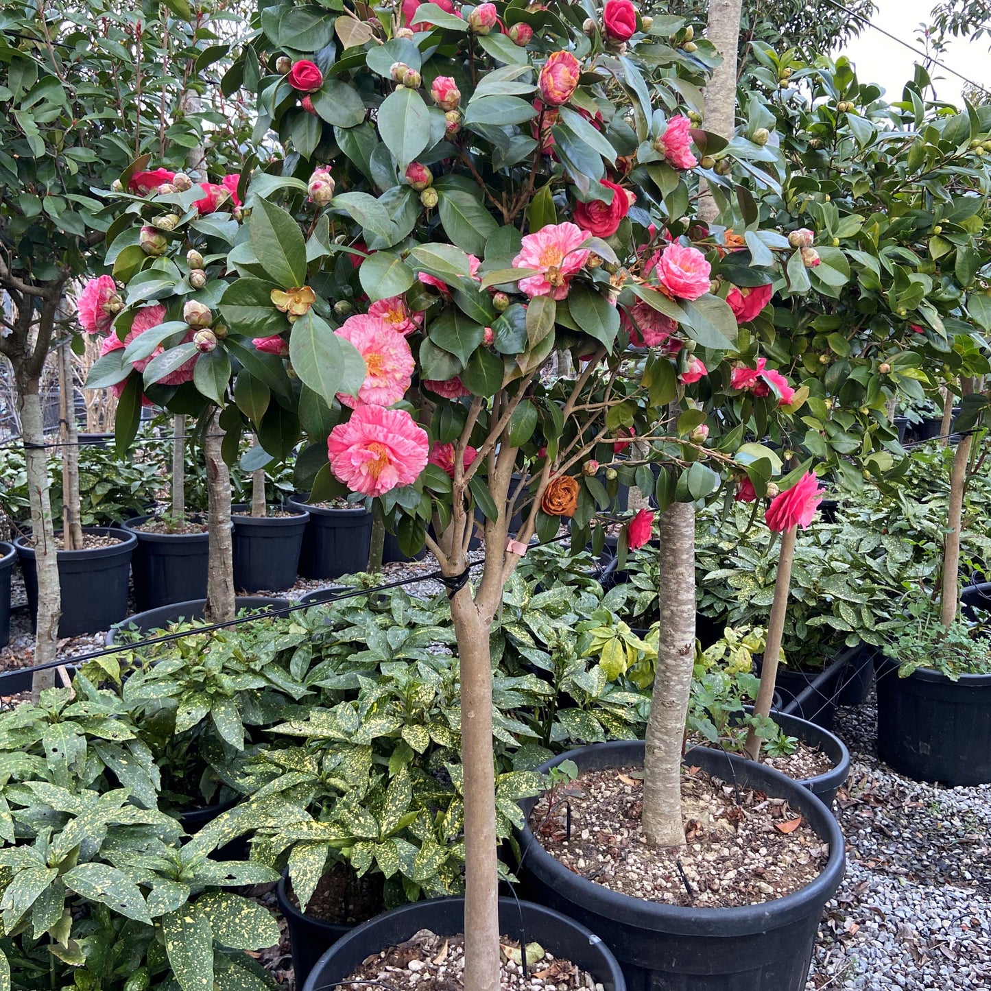 Camellia japonica half standard showing elegant lollipop form ideal for formal gardens and container displays