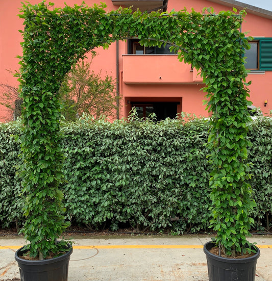 Carpinus Betula roman arch(PRE-ORDER ONLY)