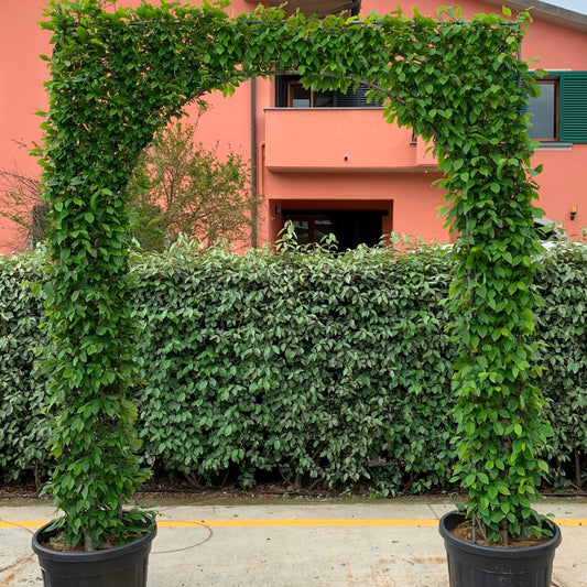 Carpinus betulus roman arch - hornbeam trained over metal frame creating elegant garden archway with dense green foliage