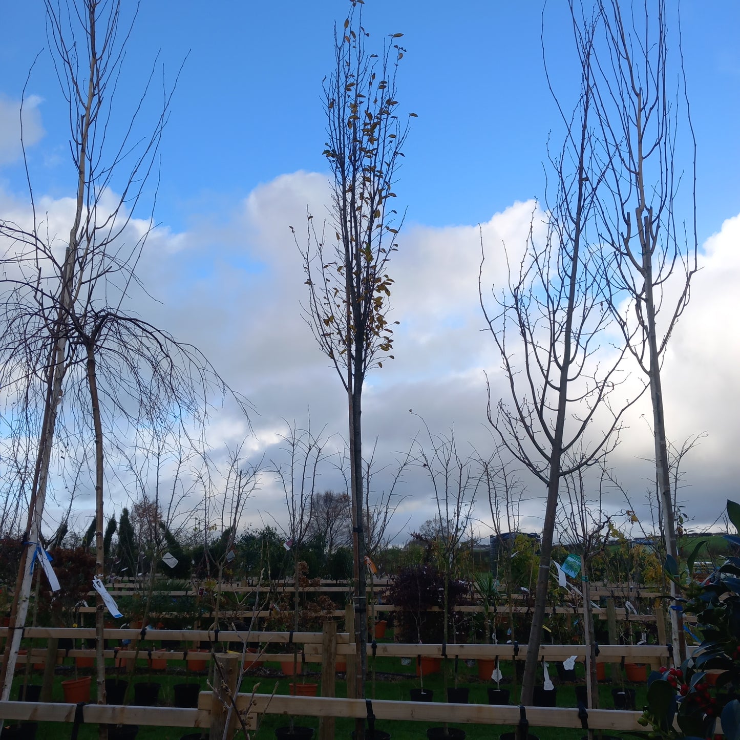 Carpinus betulus Pyramidalis standard - upright hornbeam tree with conical form, 14ft height in 55L pot for formal gardens