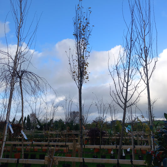 Carpinus betulus Pyramidalis standard - upright hornbeam tree with conical form, 14ft height in 55L pot for formal gardens