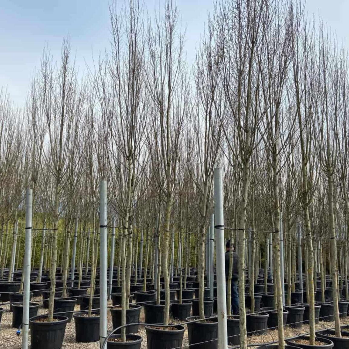 Carpinus betulus Fastigiata - Upright Hornbeam Tree
